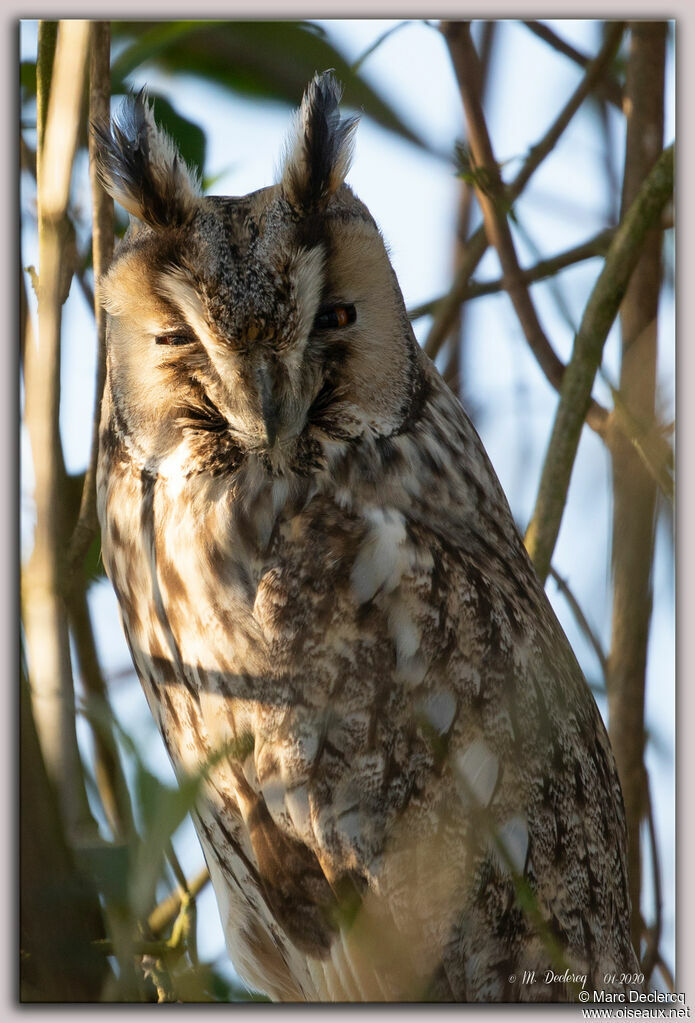 Hibou moyen-duc