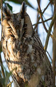 Long-eared Owl