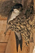 Common House Martin