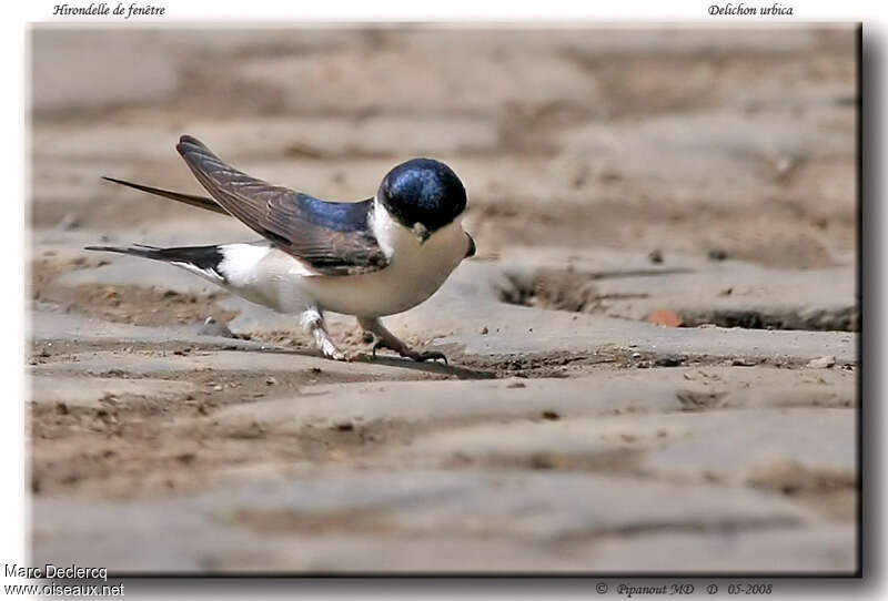 Common House Martinadult, identification