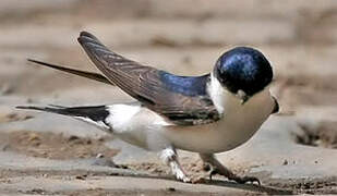 Western House Martin