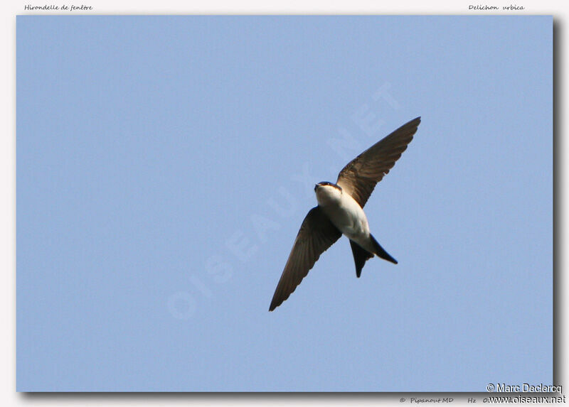 Western House Martin, Flight