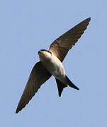 Western House Martin