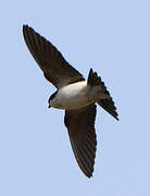 Western House Martin