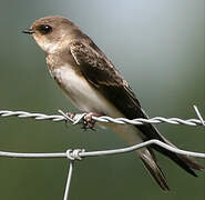 Sand Martin