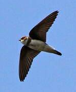 Sand Martin