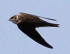 Sand Martin