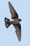 Eurasian Crag Martin