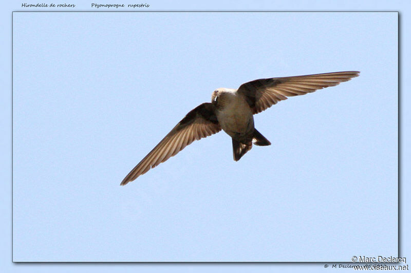 Eurasian Crag Martin