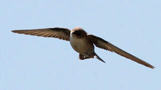 Eurasian Crag Martin