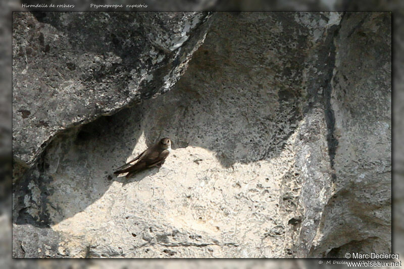 Eurasian Crag Martin