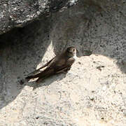 Eurasian Crag Martin