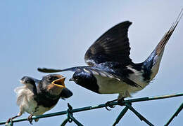 Barn Swallow