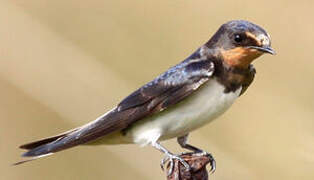 Barn Swallow