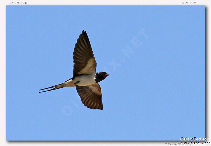 Barn Swallow, Flight