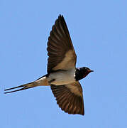 Barn Swallow