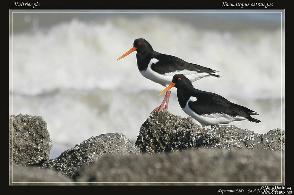 Eurasian Oystercatcher