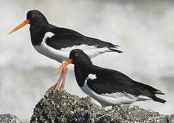 Eurasian Oystercatcher