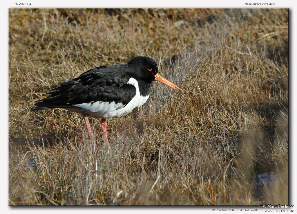 Eurasian Oystercatcher