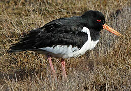 Eurasian Oystercatcher