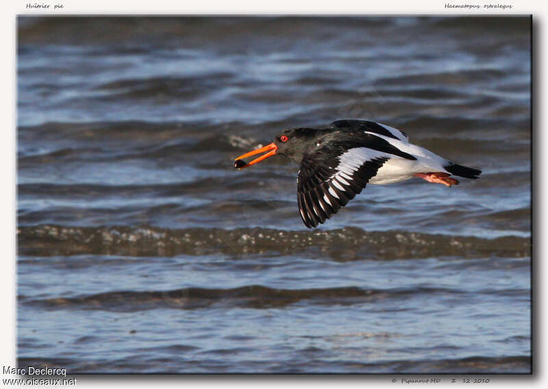 Eurasian Oystercatcheradult, Flight, feeding habits