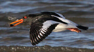 Eurasian Oystercatcher