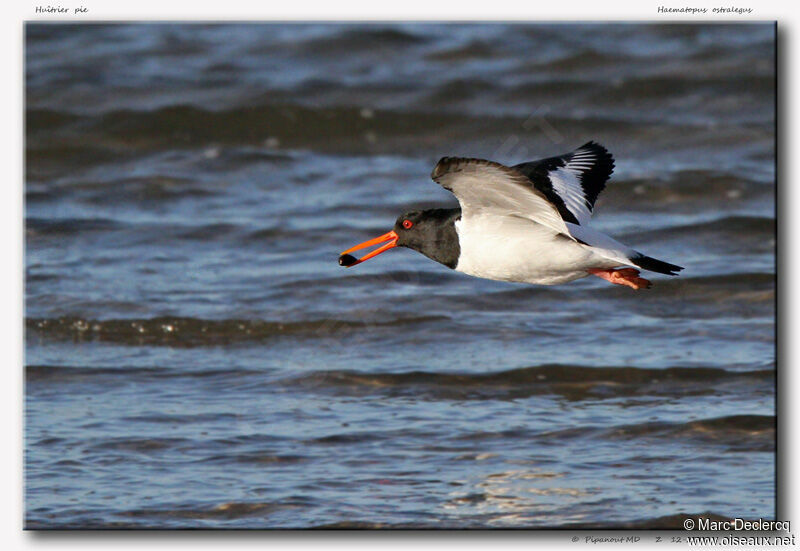 Eurasian Oystercatcher, identification, Flight, feeding habits