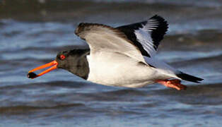 Eurasian Oystercatcher