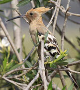 Eurasian Hoopoe