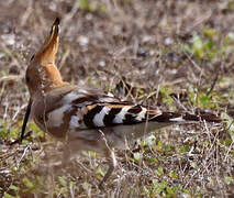 Eurasian Hoopoe