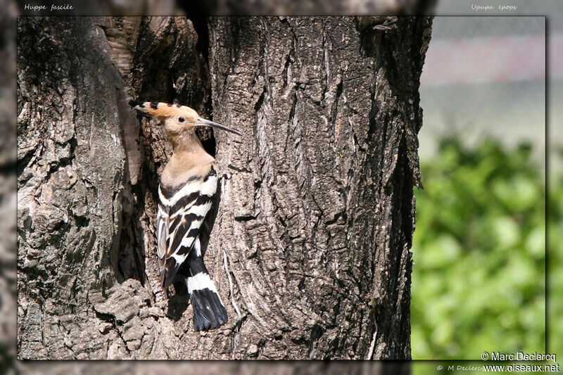 Huppe fasciée, identification