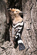 Eurasian Hoopoe