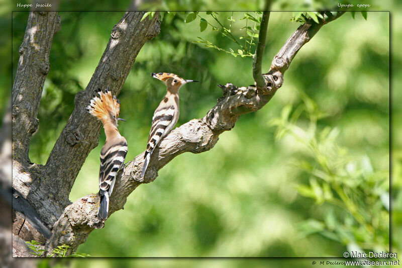 Eurasian Hoopoe, identification