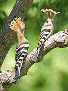 Eurasian Hoopoe