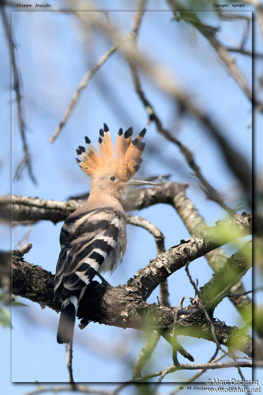 Huppe fasciée, identification