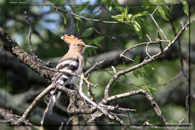 Huppe fasciée, identification