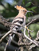 Eurasian Hoopoe