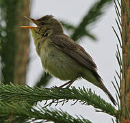 Melodious Warbler