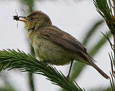 Melodious Warbler