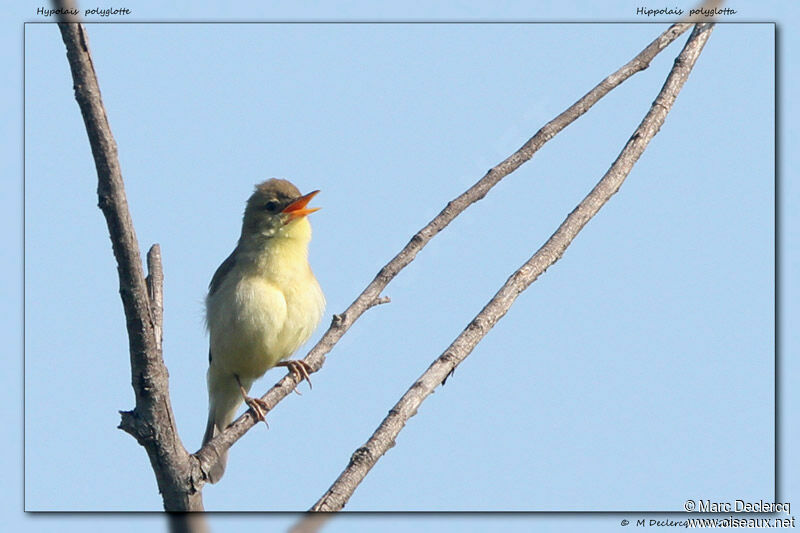 Melodious Warbler, identification