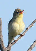 Melodious Warbler