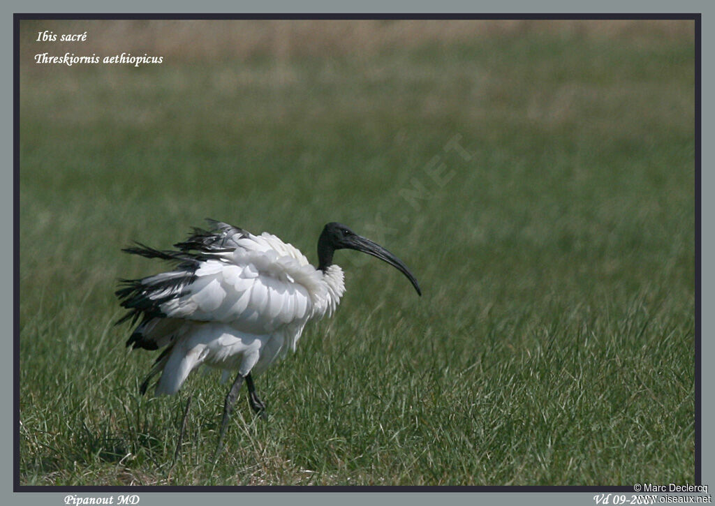 African Sacred Ibis