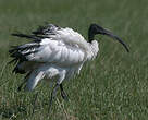 Ibis sacré