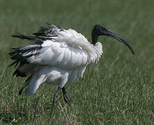 African Sacred Ibis