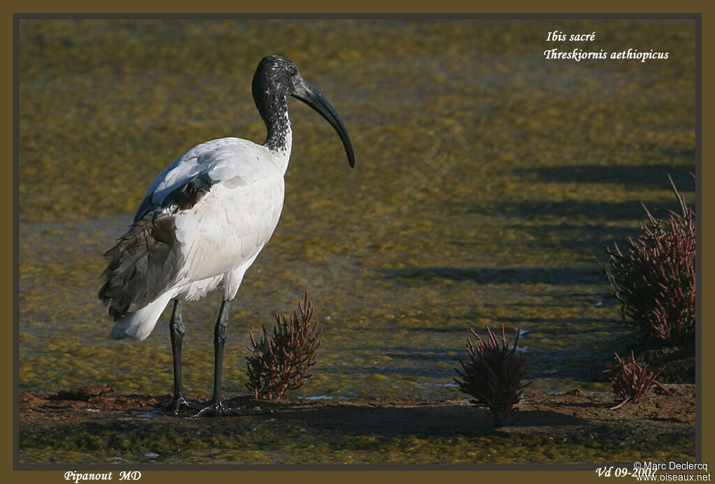 African Sacred Ibis