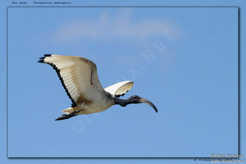 African Sacred Ibis