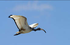 Ibis sacré