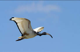 African Sacred Ibis