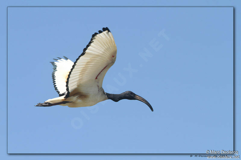 Ibis sacré