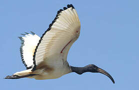 African Sacred Ibis